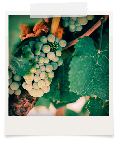 Vinhos Verdes